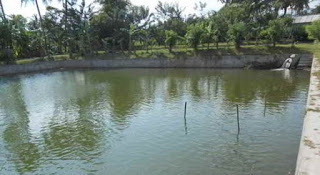 Permintaan Varietas Bibit Ikan Nila di Kuantan Singingi Masih Relatif Tinggi